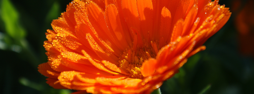 Flore_Cura_Calendula